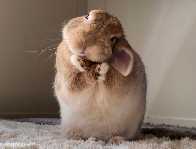 フワァとあくびするウサギの足が消えた 加工なしの不思議な写真が話題に そんな技を身につけるとは オーブが映ってる まいどなニュース