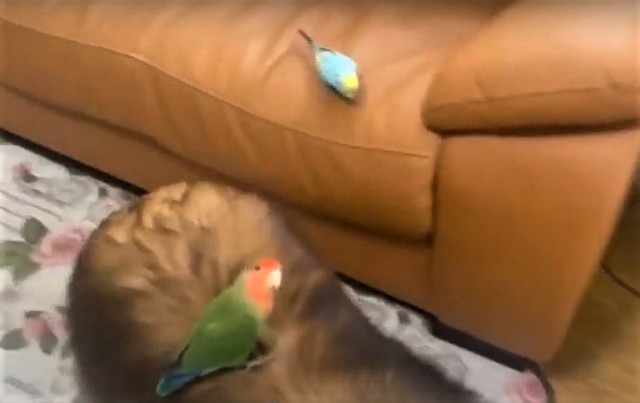 ネコバスならぬイヌバス 2羽のインコを乗せて歩く犬さんに癒される人続出 優しい世界 ほのぼの まいどなニュース
