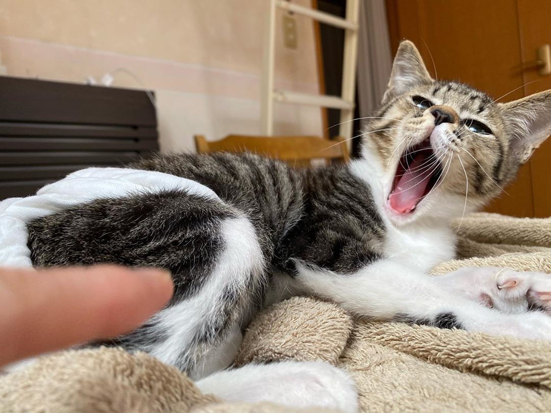 母猫に見捨てられた子猫を保護 重い障がいが見つかったが 手作りおむつ をつけて元気いっぱい まいどなニュース