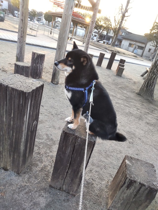 ここにイヌがいた 雨の日に 柴犬の跡がくっきり しっぽだった部分がチョロリ もはやいないのに可愛いのずるすぎる まいどなニュース ここにイヌがいた 雨の日に 柴犬の跡がくっきり しっぽだった部分がチョロリ もはやいないのに可愛いのずるすぎる まいどなニュース
