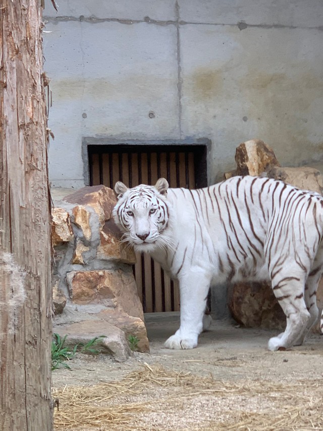 おうちに帰りたがっているサンちゃん。目でじっと訴えます　提供：池田動物園 
