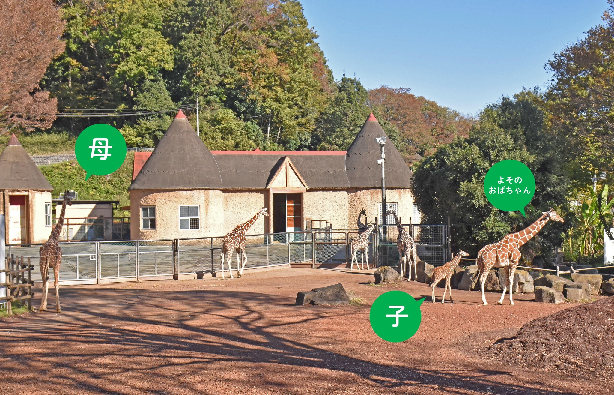 キリン2頭の親子愛にほっこり のはずが よそのおばちゃんかい みんなで子育て まいどなニュース