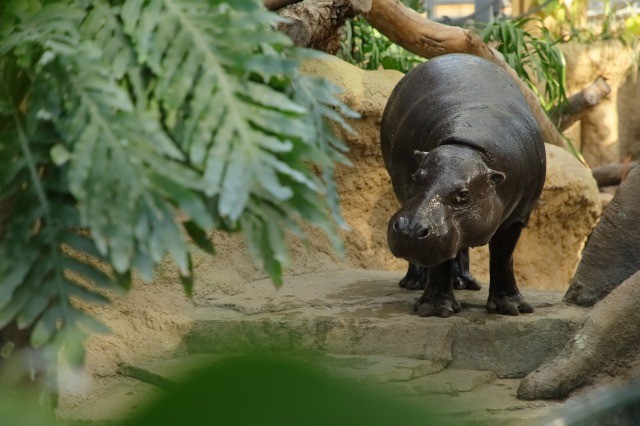 神戸どうぶつ王国に聞いた エサ代がかかる動物 1位はスマトラトラ 2位は意外な動物 まいどなニュース