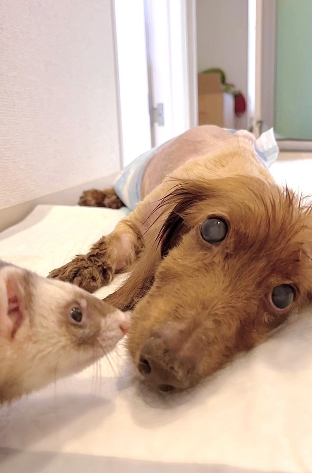 急死の兄フェレット 妹猫 弟フェレットと寄り添い眠る思い出写真にネット ずっと仲良し 飼い主 最愛の 子 を失った悲しみを語る まいどなニュース 急死の兄フェレット 妹猫 弟フェレットと寄り添い眠る思い出写真にネット ずっと仲良し 飼い主 最愛の 子 を失った悲しみを語る まいどなニュース