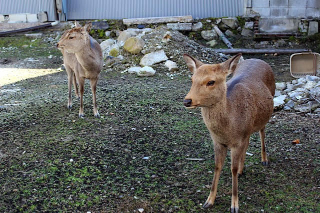 鹿通りの方が多い今日この頃です お客さんがゼロの日も鹿が こんにちは 奈良の店主 鹿に助けられている まいどなニュース