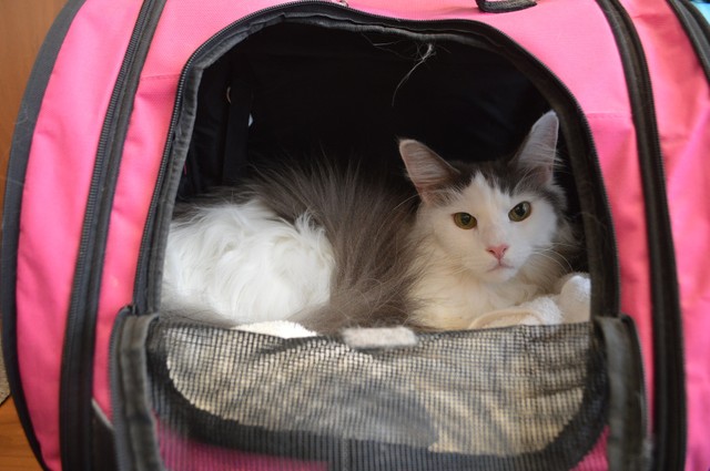 普段はやんちゃだけど、バッグに入るとおとなしくなる