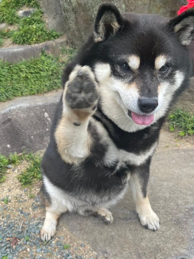 柴犬 散歩した 帰ろ いやいや 庭を出て3歩 でしょ 満点の拒否柴に44万人が爆笑 ムギュッとなった理由を飼い主に聞いた まいどなニュース