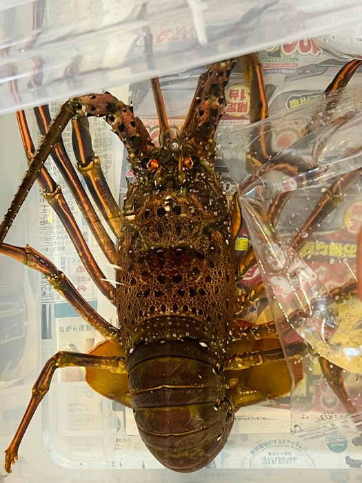 段ボールの廃材で作った伊勢海老ちゃん見て 152箇所が動くリアルな姿に 間違えて茹でそうやｗ まいどなニュース