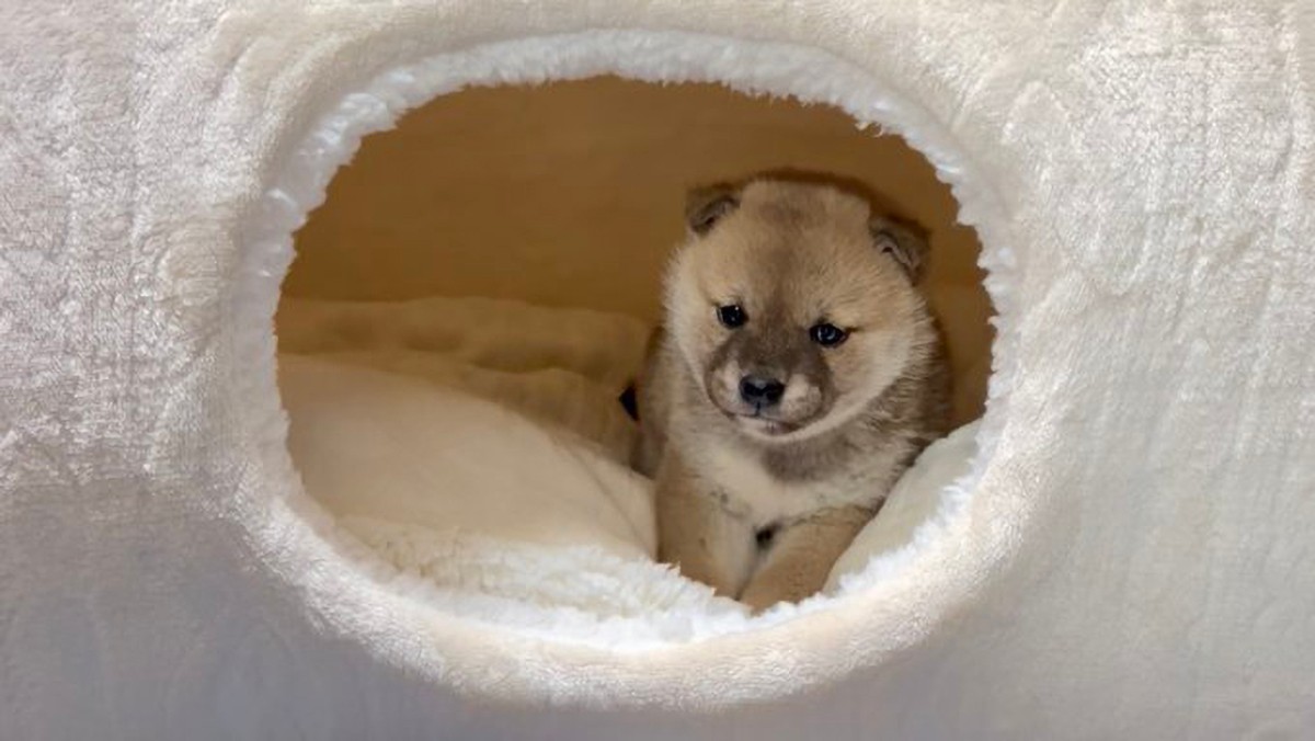 遊ぼうよ 豆柴の赤ちゃんを呼ぶ兄柴さんの 悲しげな 声が切ない 小さくてまだ遊べないんだね まいどなニュース