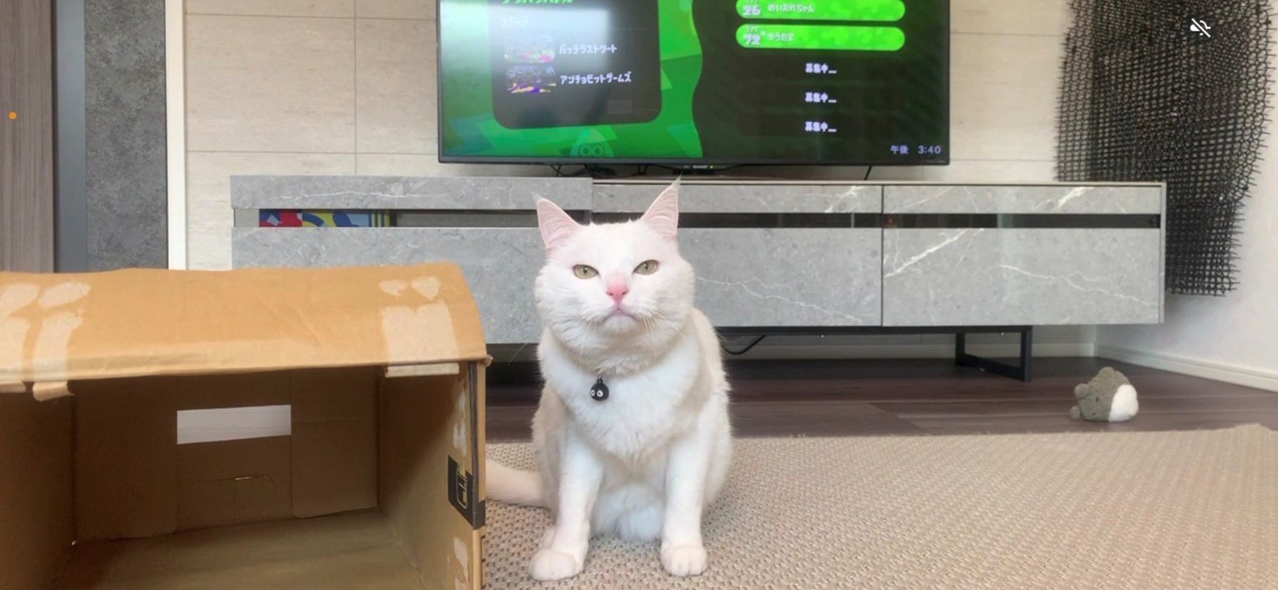 Sattouさんの肩幅じゃん やけに肩幅が広いムキムキ猫さんにネット爆笑 マッチョ 肩幅猫 お バブルの頃の肩パッド まいどなニュース Sattouさんの肩幅じゃん やけに肩幅が広いムキムキ猫さんにネット爆笑 マッチョ 肩幅猫 お バブルの頃の肩パッド まいどなニュース