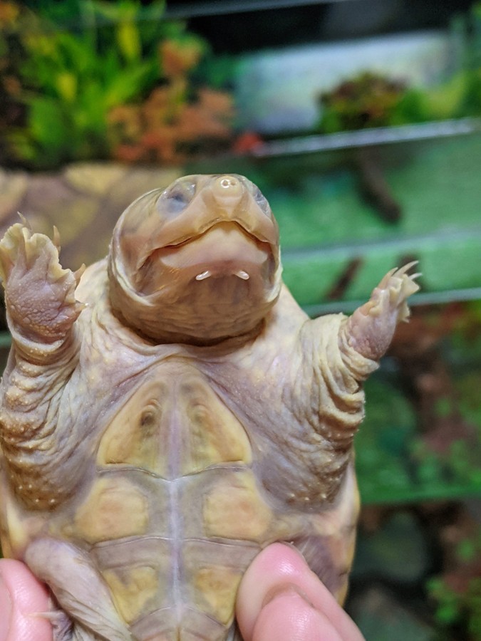 ムンクの叫び を超えた 口をあんぐり開けるカメさんの決定的瞬間に６７万人が吹いた まいどなニュース