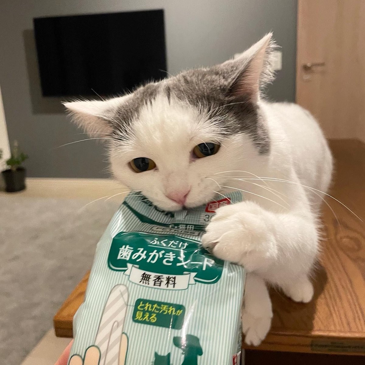 ジョジョ立ち猫現る 着地ポーズがかっこいいと話題 何というポージング ジョジョ感あるネッコ まいどなニュース