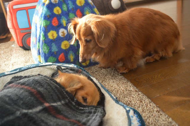 愛犬の面影を求め シニア犬のお世話を誓った息子たち 幸せな時間をたくさん作ってあげたい まいどなニュース 愛犬の面影を求め シニア犬のお世話を誓った息子たち 幸せな時間をたくさん作ってあげたい まいどなニュース