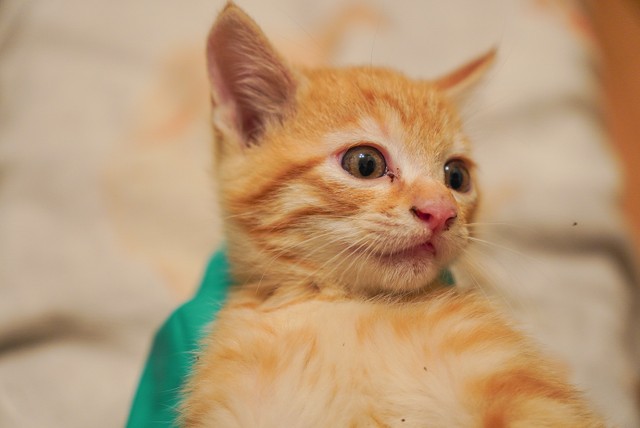 一軒家の庭の茂みに隠れた3匹の子猫…深夜に及ぶ捕獲の末、いまはそれぞれの家族と団らんの日々｜まいどなニュース