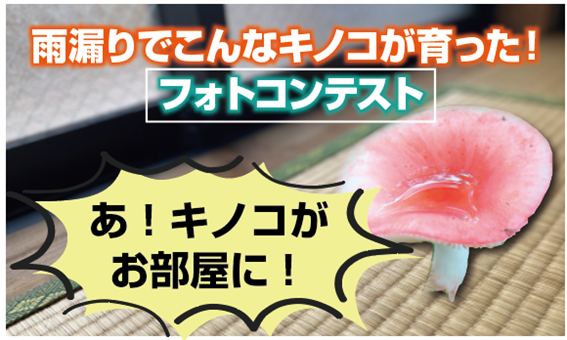 あ キノコがお部屋に じゃねえよ 笑 雨漏りで育ったキノコの写真コンテスト まさにリアル 男おいどん だ まいどなニュース