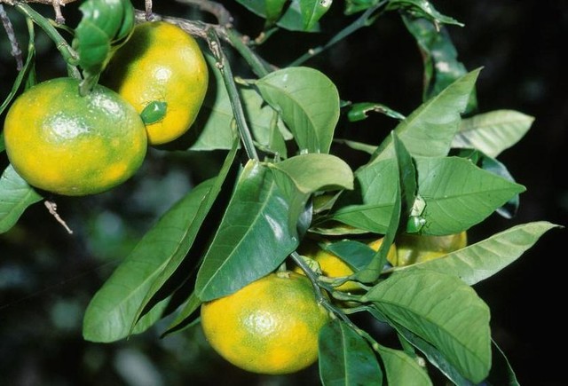 ｓｎｓで話題 まずいミカンの見分け方 は間違い 愛媛の研究者に聞いてみた まいどなニュース