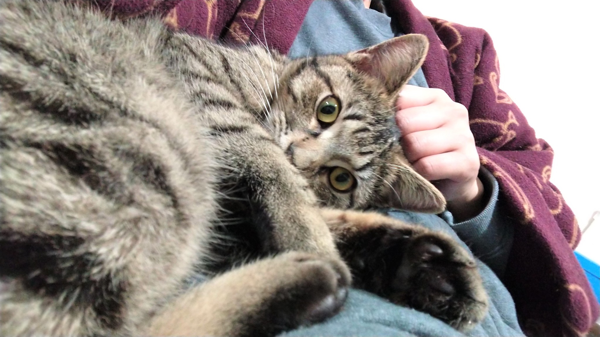 ボク また置いていかれるの 置き去りにされた猫と 愛猫を亡くした女性 お互いの傷を癒やしてくれた まいどなニュース