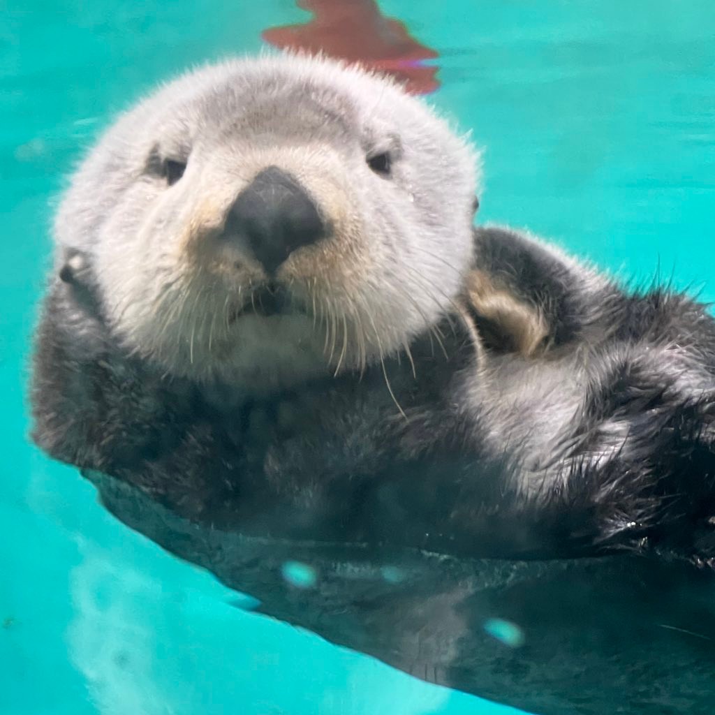 雪見だいふくみたい ほっぺをムニュ ラッコのかわいすぎる仕草にsnsがキュン やばいやばい まいどなニュース