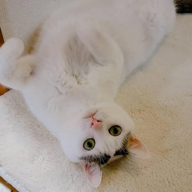 うさぎがいるから猫は飼えないと思っていたが 保護した子猫を世話をしているうち もう他の人に渡せない まいどなニュース