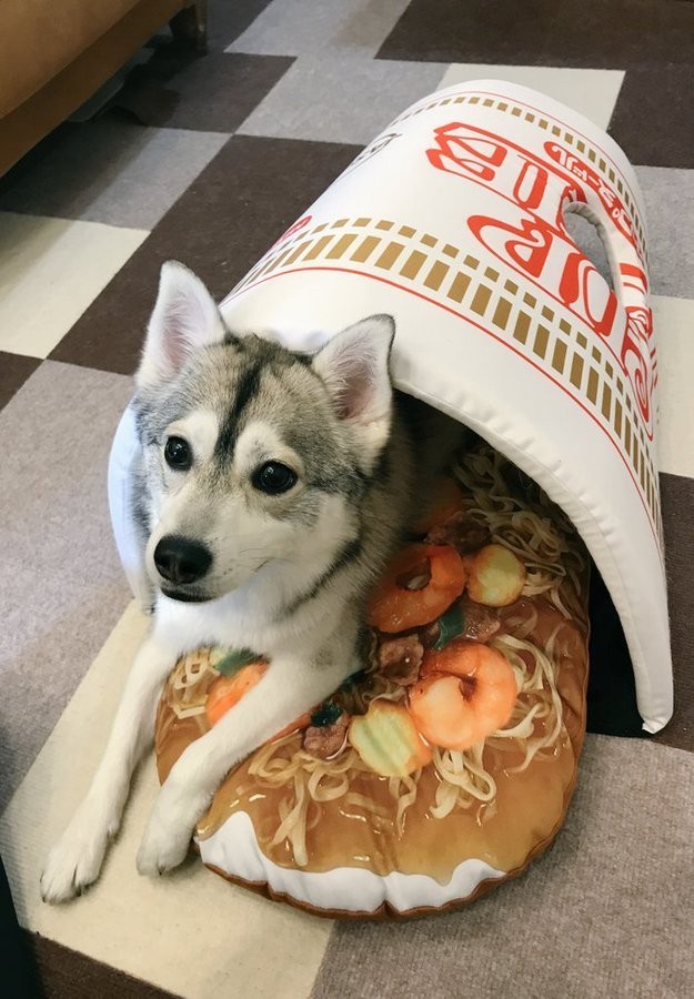 犬にカップヌードルを与えてみた えっ 予想外の楽しそうな カップいぬードル に歓喜の声 まいどなニュース