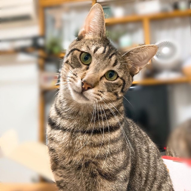 河川敷で保護されビクビクしていた兄弟猫 2匹仲良く同じおうちへ 多頭飼いにして本当によかった まいどなニュース