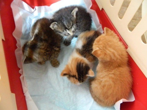 風邪をひいていた公園の捨て猫 気性は荒いけど甘えん坊 噛み癖に悩んだ時期もありました まいどなニュース