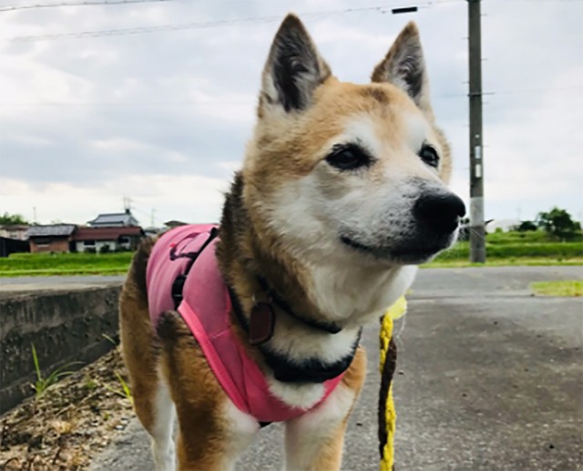 元飼い主に団地の2階から放り投げられ腰を骨折した保護犬 愛情を注いでくれる新しい飼い主との出会い まいどなニュース