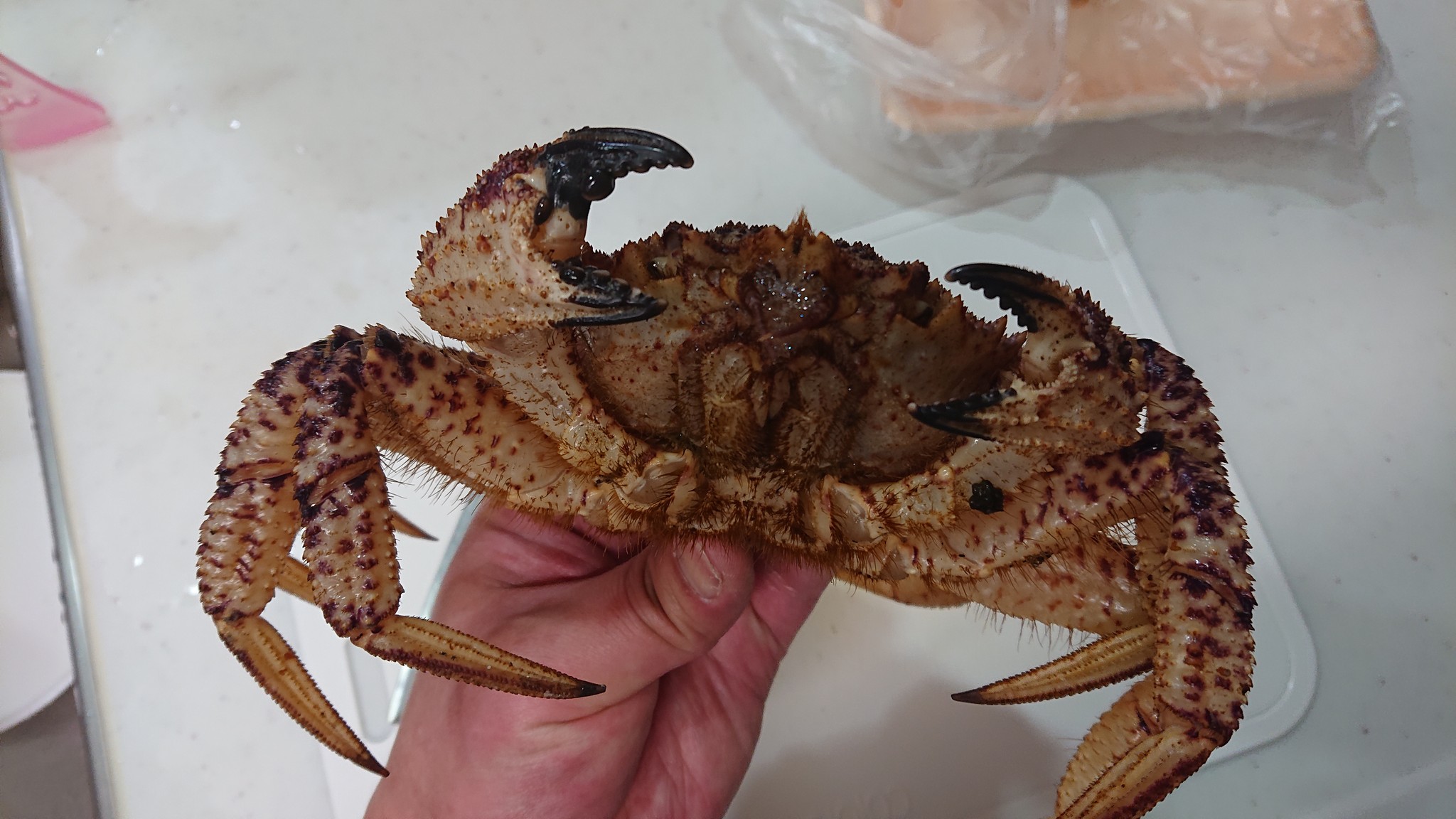 おつとめ品のカニを買ったら まさかの蘇生 冷蔵庫内でパック引きちぎり 驚かない 鮮魚担当者の気概 まいどなニュース