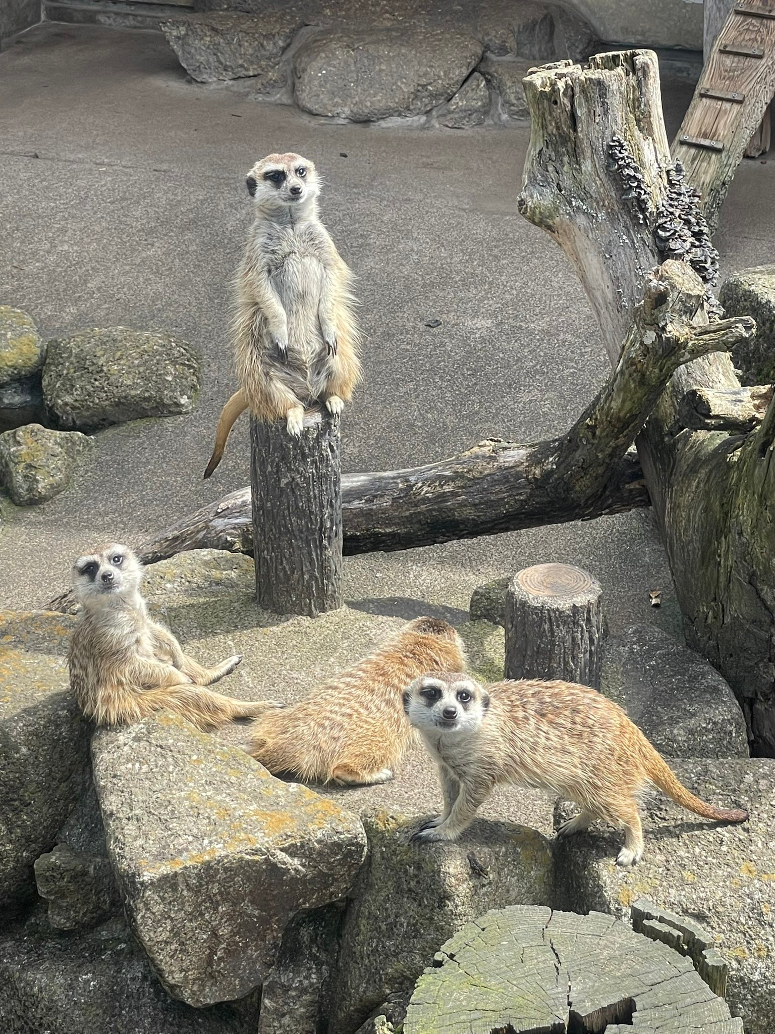 白目にもなるよね 暑すぎて目を剥くミーアキャットに同情の声 心配で思わず揺さぶりたくなる 汗 まいどなニュース