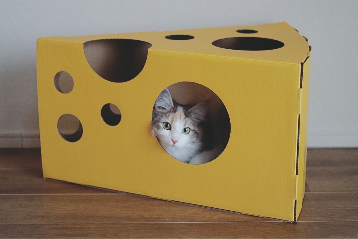 これぞ 箱入り猫 みっちり収まる姿がsnsで人気 飼い主さん 可愛すぎて無限に写真撮ってしまう 笑 まいどなニュース これぞ 箱入り猫 みっちり収まる姿がsnsで人気 飼い主さん 可愛すぎて無限に写真撮ってしまう 笑 まいどなニュース