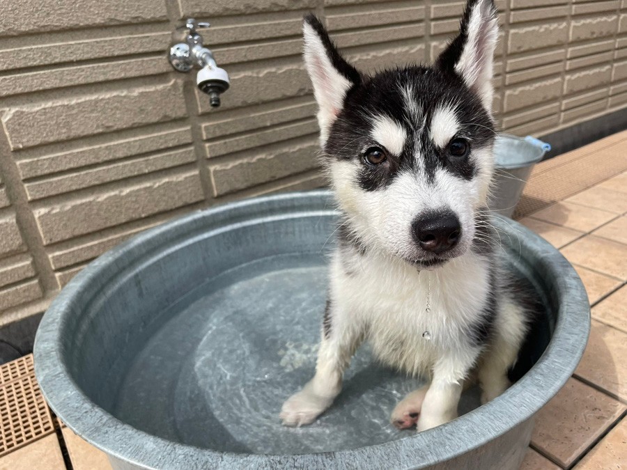 結婚式の大役を引き受けた犬さん 俺はやるぜ 指輪を背負って猛烈ダッシュ やりきった 飼い主さんに聞いた まいどなニュース