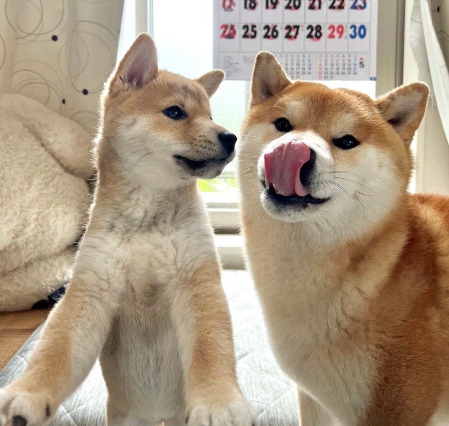 柴犬2匹が仲良く 拒否柴 する動画に爆笑 初めての道で 春のお散歩拒否祭り 姿に きっとこれも兄柴の真似 まいどなニュース