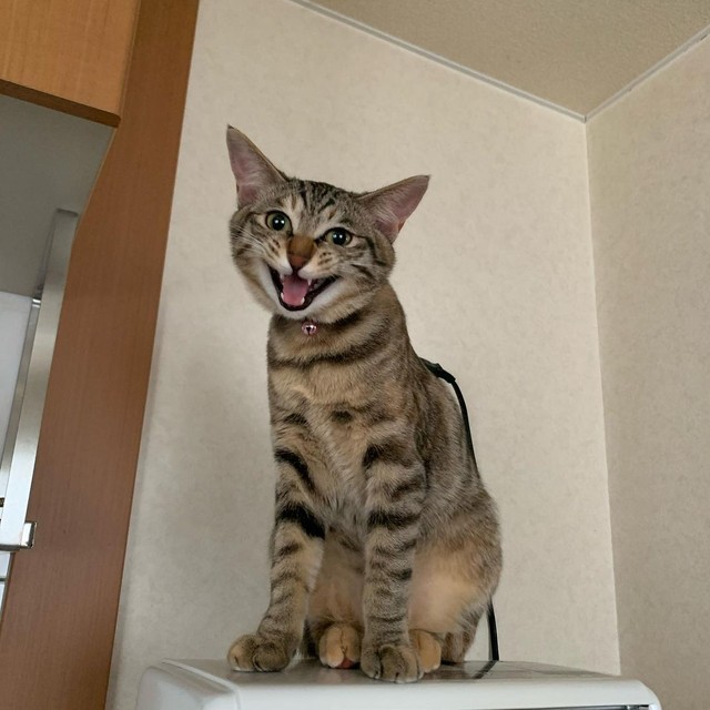 猫は兄弟姉妹と遊びながら育つものだから 民家の納屋で生まれた子猫 2匹目を探していた獣医師のもとへ まいどなニュース