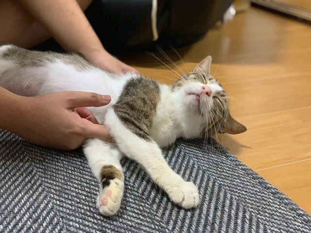 ブサ猫だけど、こんな可愛い猫はいない」 死産を経験した野良猫