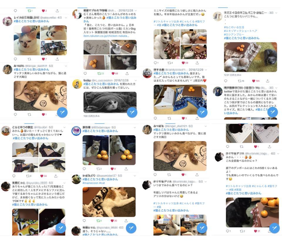 みーんな幸せ あったか こたつ猫 ちゃんになーれ Snsで写真コンテスト まいどなニュース