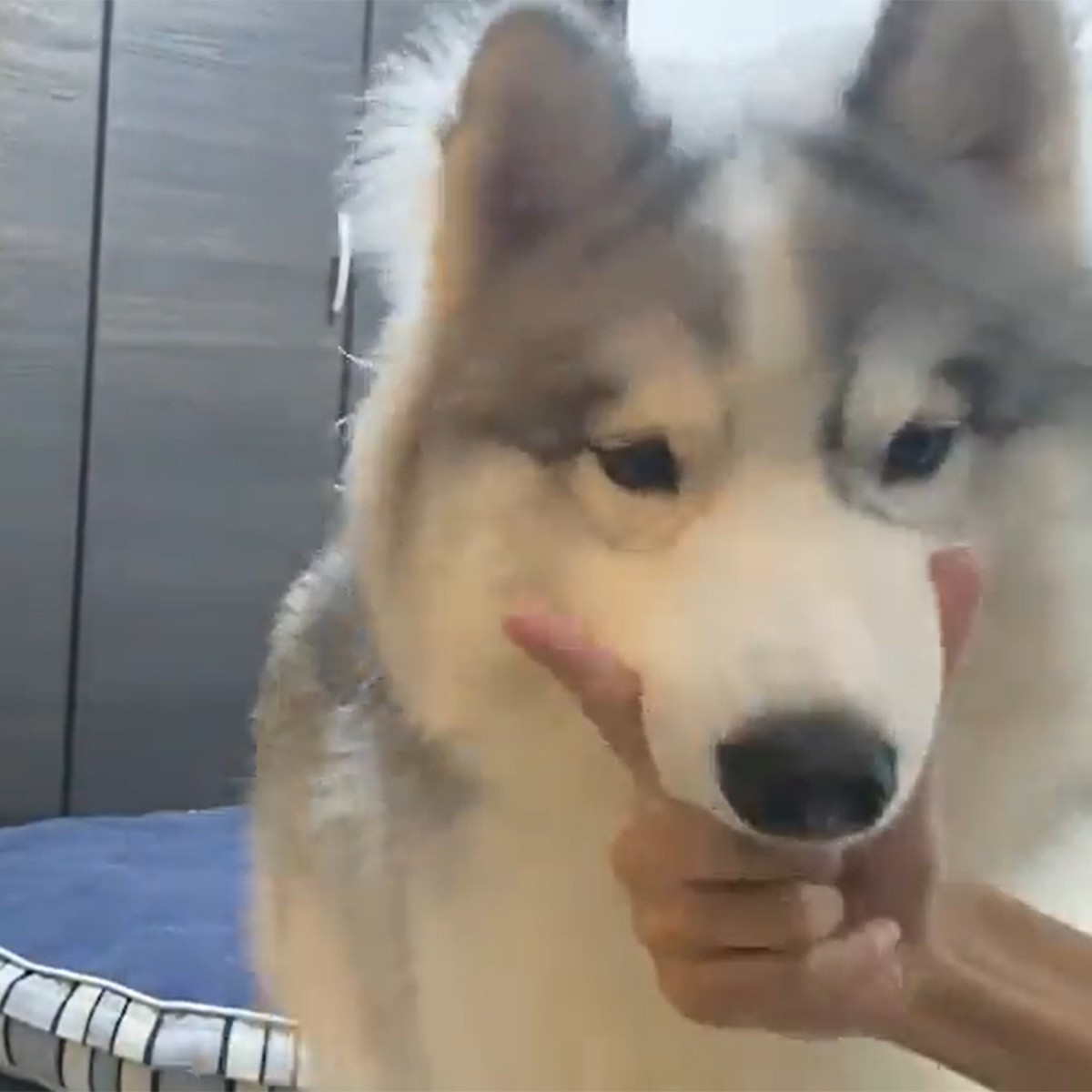 アゴのせチャレンジ 最初は残念 失敗でテヘペロ でもすぐに成功させる犬さんが可愛すぎると話題 まいどなニュース