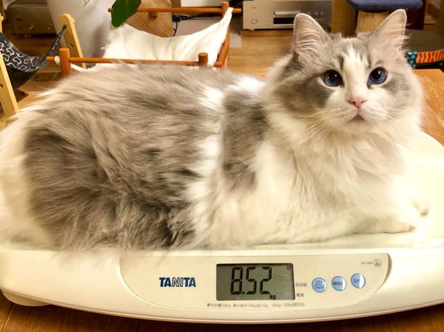 夏はモフ 冬はモフモフ 長毛種の猫の比較画像にネットがびっくり 夏毛と冬毛の差があり過ぎる気がするのですが まいどなニュース