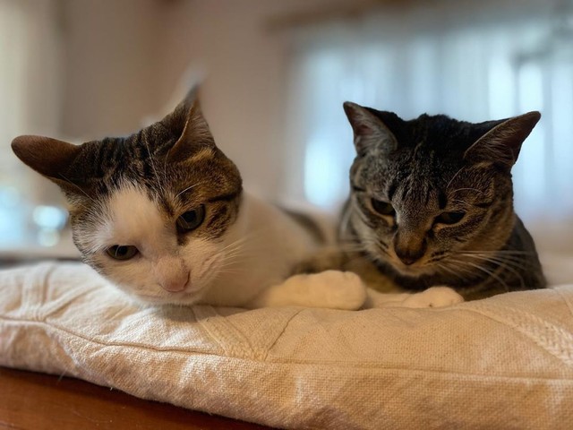 生い立ちの違う野良出身の2匹の子猫 妹は姉猫の優しさに心を開き 人を怖がらないように まいどなニュース