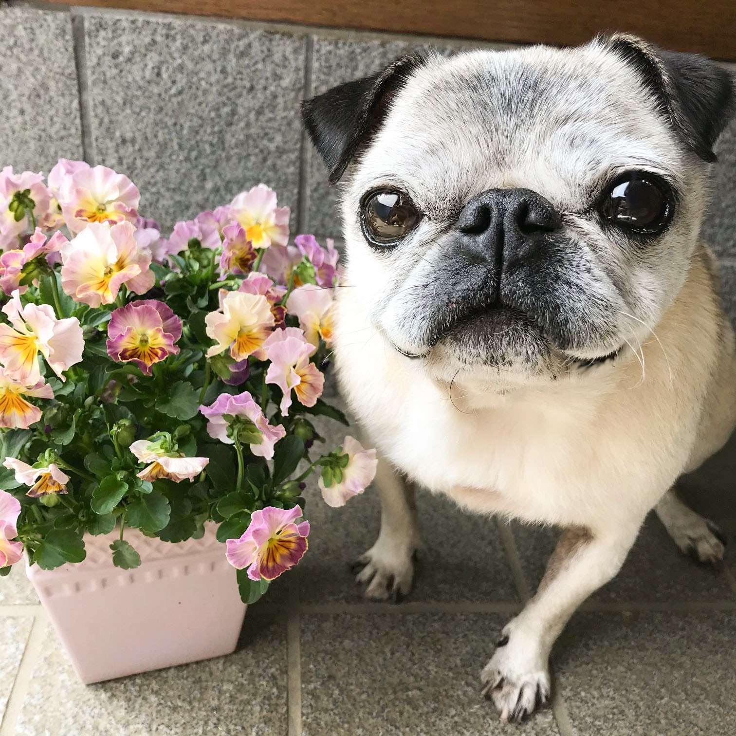 意識とんでる 目を見開き草むらに転がる へそ天 の犬 気絶か昼寝かww とネット民ざわつく まいどなニュース