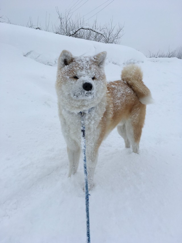 吹雪でも帰りたくない ムギュッ顔でふんばる犬さん もう少し待ってあげて欲しいのだ まいどなニュース