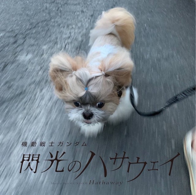 超高速で散歩する犬が漫画みたい 顔が必死 ボルトなんて目じゃない と話題に まいどなニュース