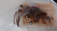スーパーの鮮魚売り場に２００kg超えのサメがドドン これはビビる 担当者は 切り身で３６０人前が完売しました まいどなニュース