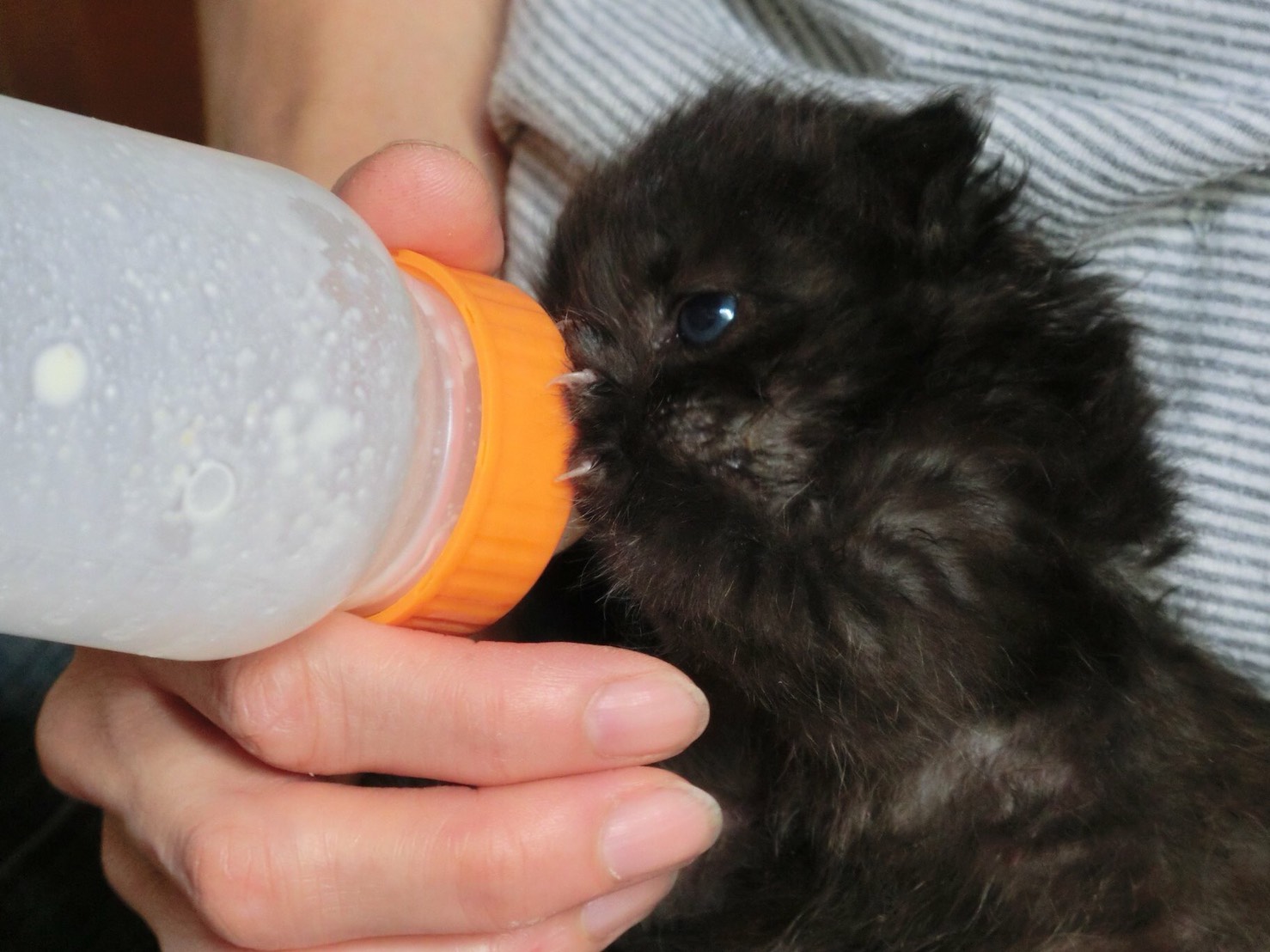 出産後 ガリガリにやせて息絶えた母猫 子猫たちの運命は まいどなニュース