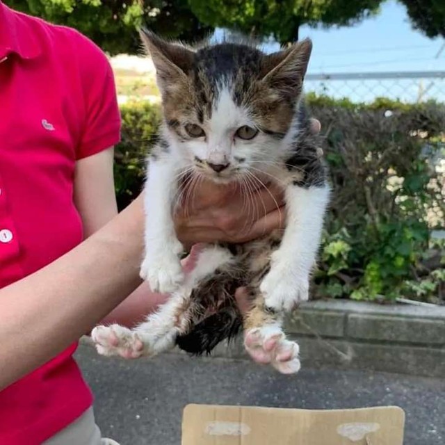 結束バンドでお腹と尻尾をくくられ放置された子猫 通報で繋がった命が家族に笑顔を運んでくれた まいどなニュース