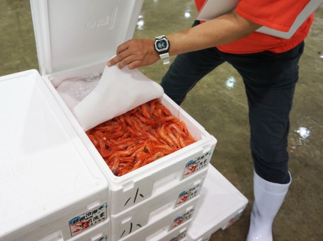 「日本一」とも呼ばれる新潟産の南蛮エビ（甘エビ）。角上魚類ではその晩に獲れたものが、昼までに関東圏のお店に並びます