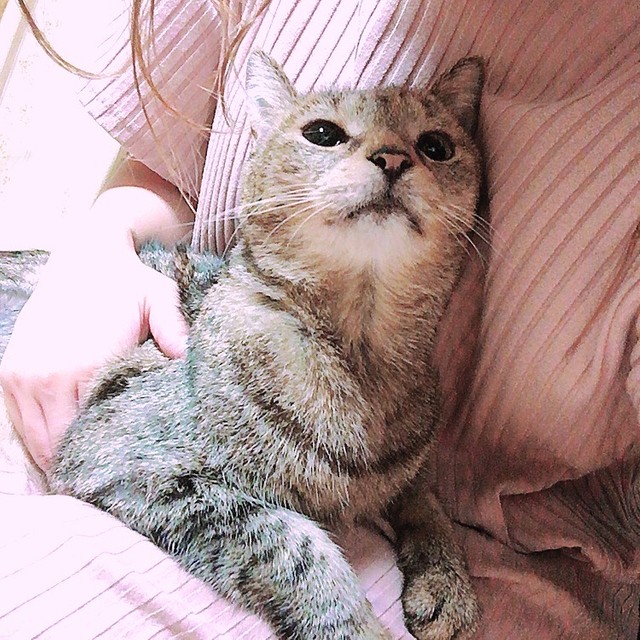 抱っこが大好きだった元野良猫 おうちに迎えて15年間 突如いなくなり最期は別の場所で 飼い主 抱きしめてあげたかった まいどなニュース