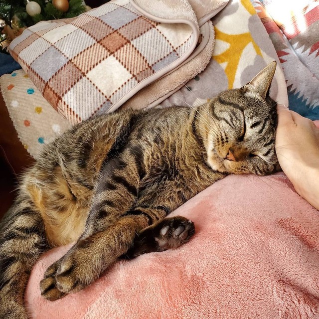 保護当初 なかなか乳離れできなかったキジトラの子猫 いまでは体重6キロ超えのビッグボーイに成長 まいどなニュース