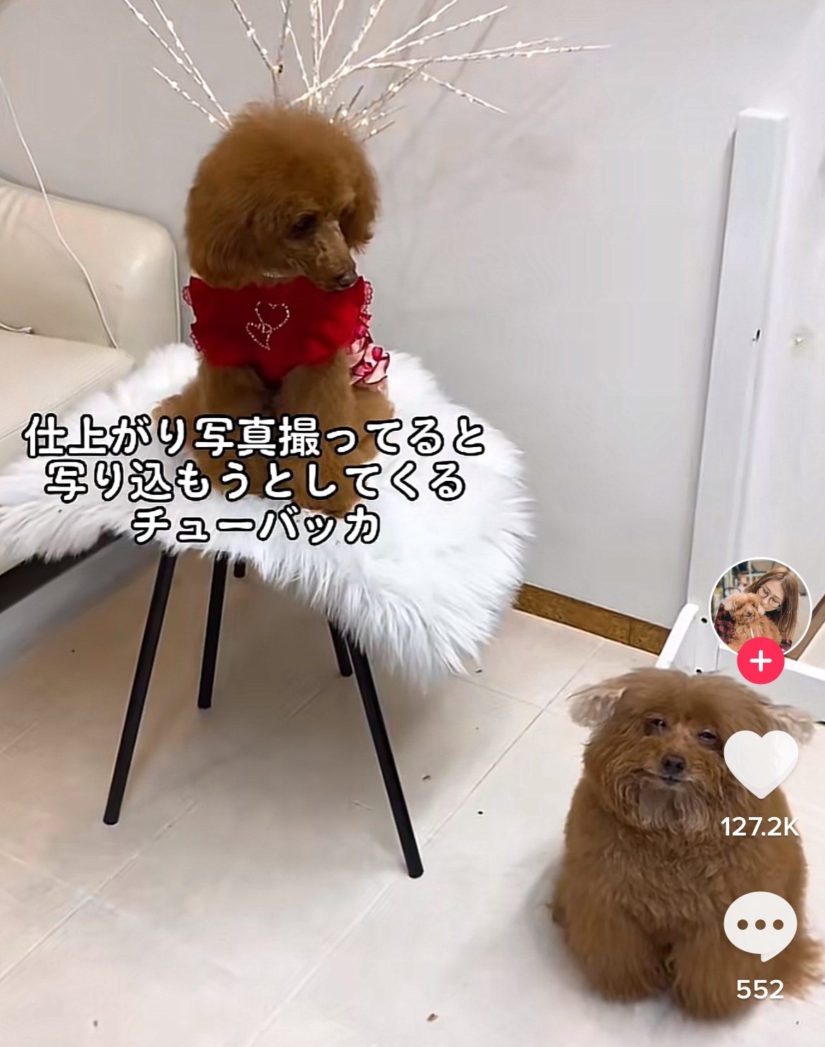 トリミング後の撮影に写り込んでくる どう見てもチューバッカ な看板犬が話題 実は亡き妹が導いてくれた犬だった まいどなニュース