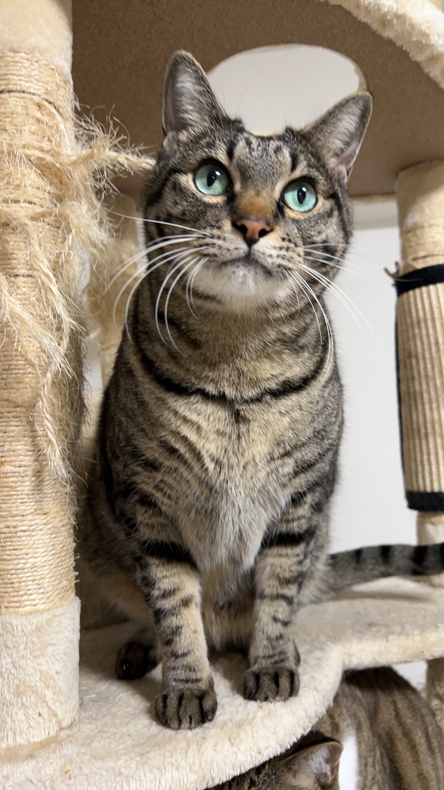 うまっ マジ と女児も驚いた ネコの雪だるま 佐々木蔵之介さん実家の酒造会社が話題に まいどなニュース