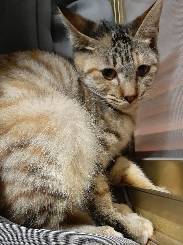 酷すぎて胸が痛い」川に遺棄された子猫を保護 「橋から、ペット